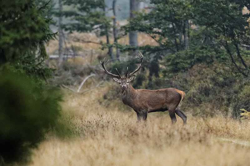 Kronenhirsch