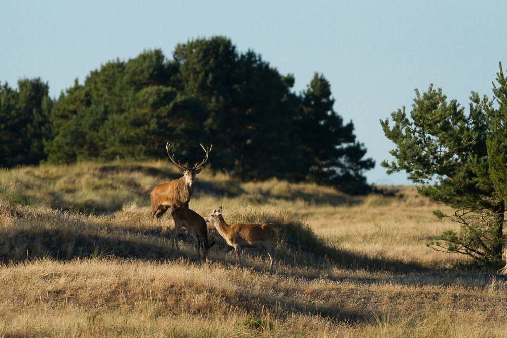 Kro­nen­hirsch in der Brunft