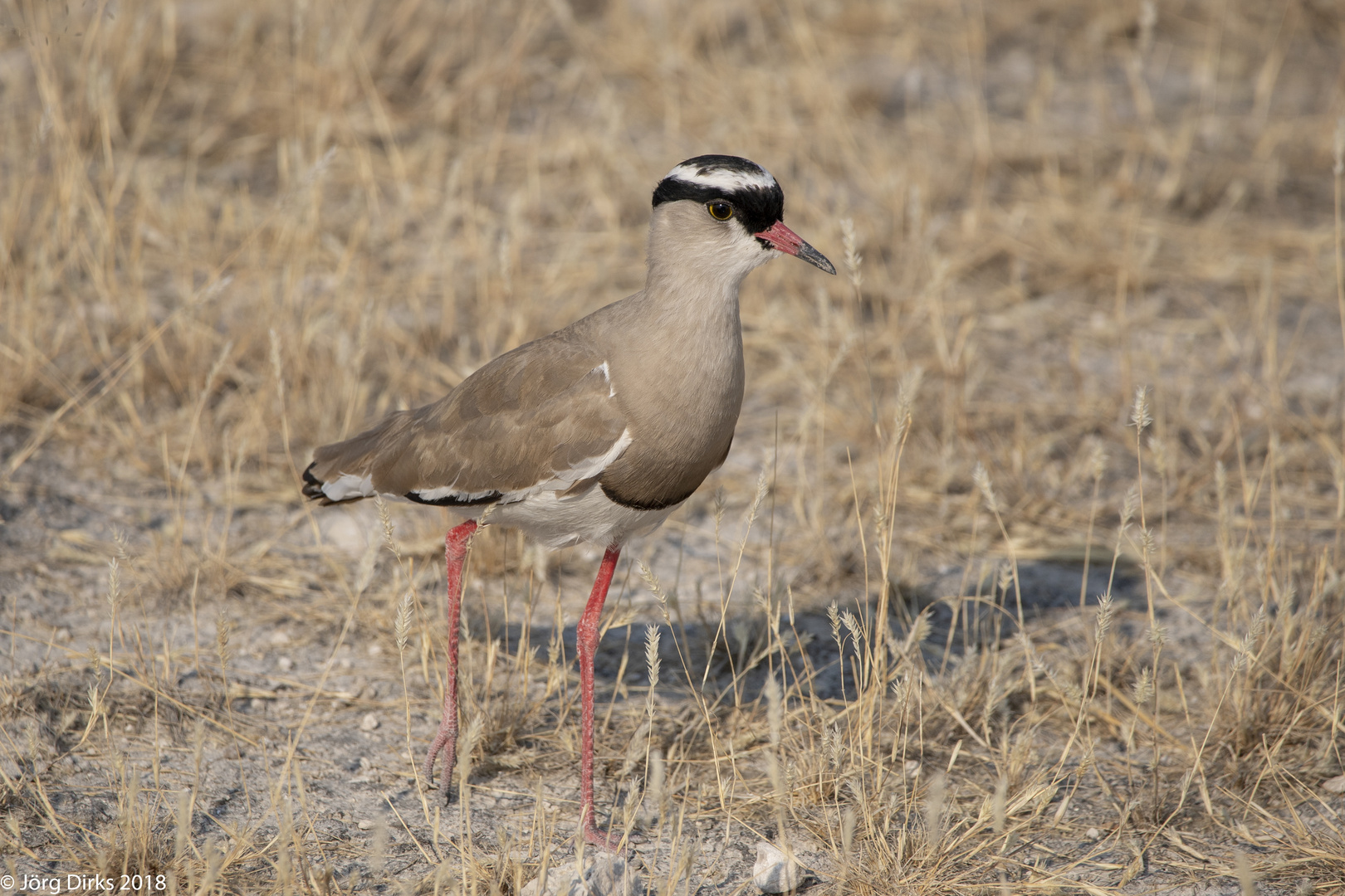 Kronenkiebitz im Etosha Nationalpark