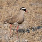 Kronenkiebitz im Etosha Nationalpark