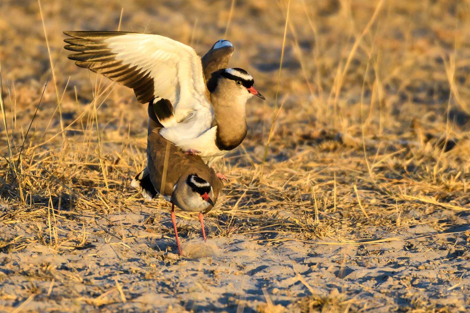 Kronenkiebitz, Paarung (Vanellus coronatus