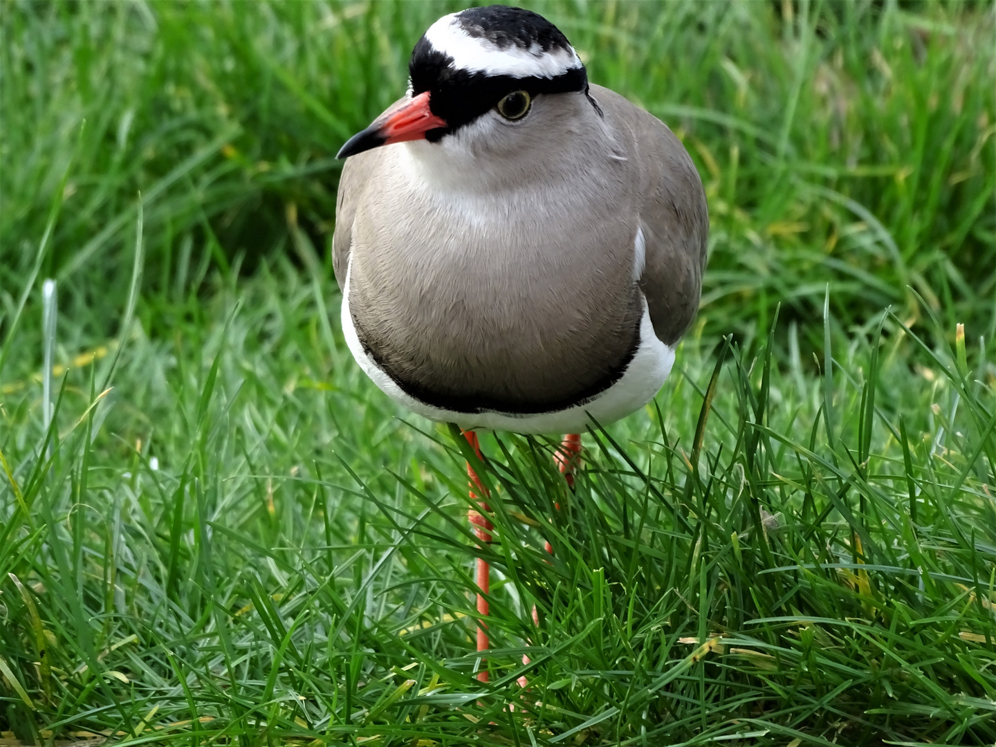 Kronenkiebitz (Vanellus coronatus)