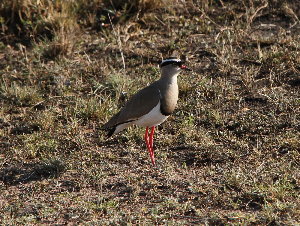 Kronenkiebitz / Vanellus coronatus