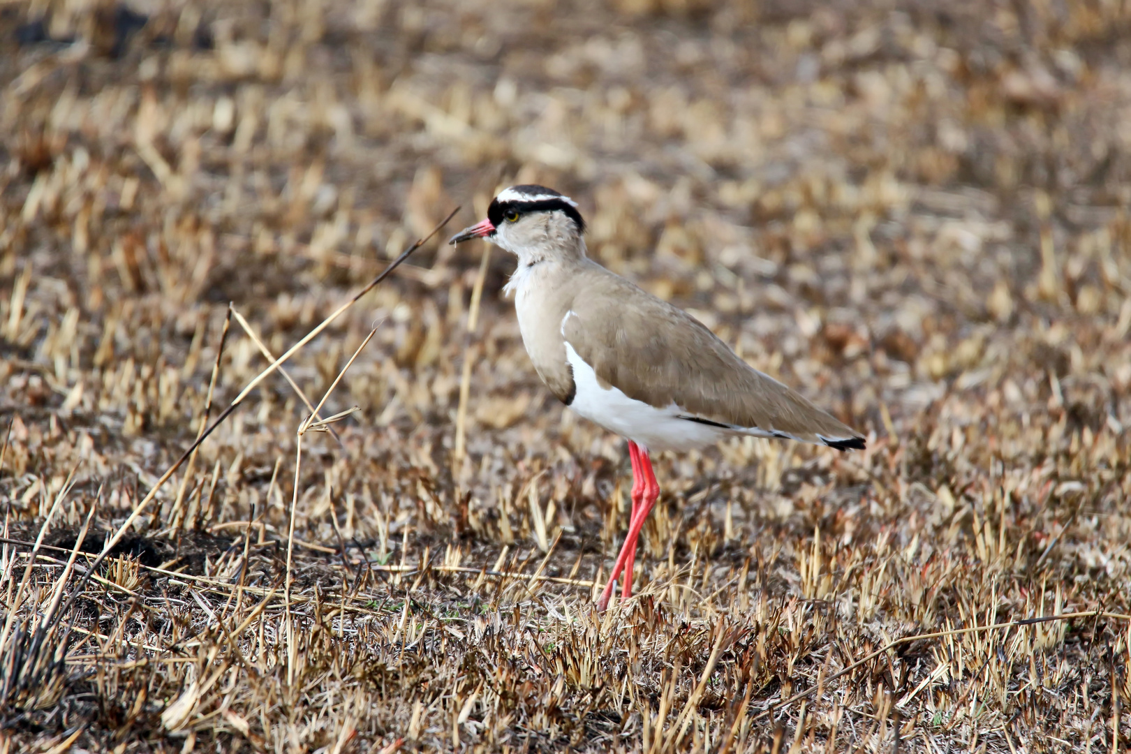 Kronenkiebitz,Crowned plover