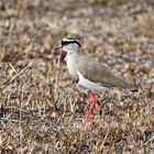 Kronenkiebitz,Crowned plover