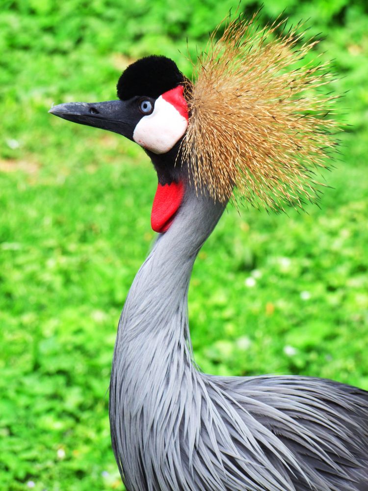 Kronenkranich 2 Foto & Bild tiere, zoo, wildpark & falknerei, vögel