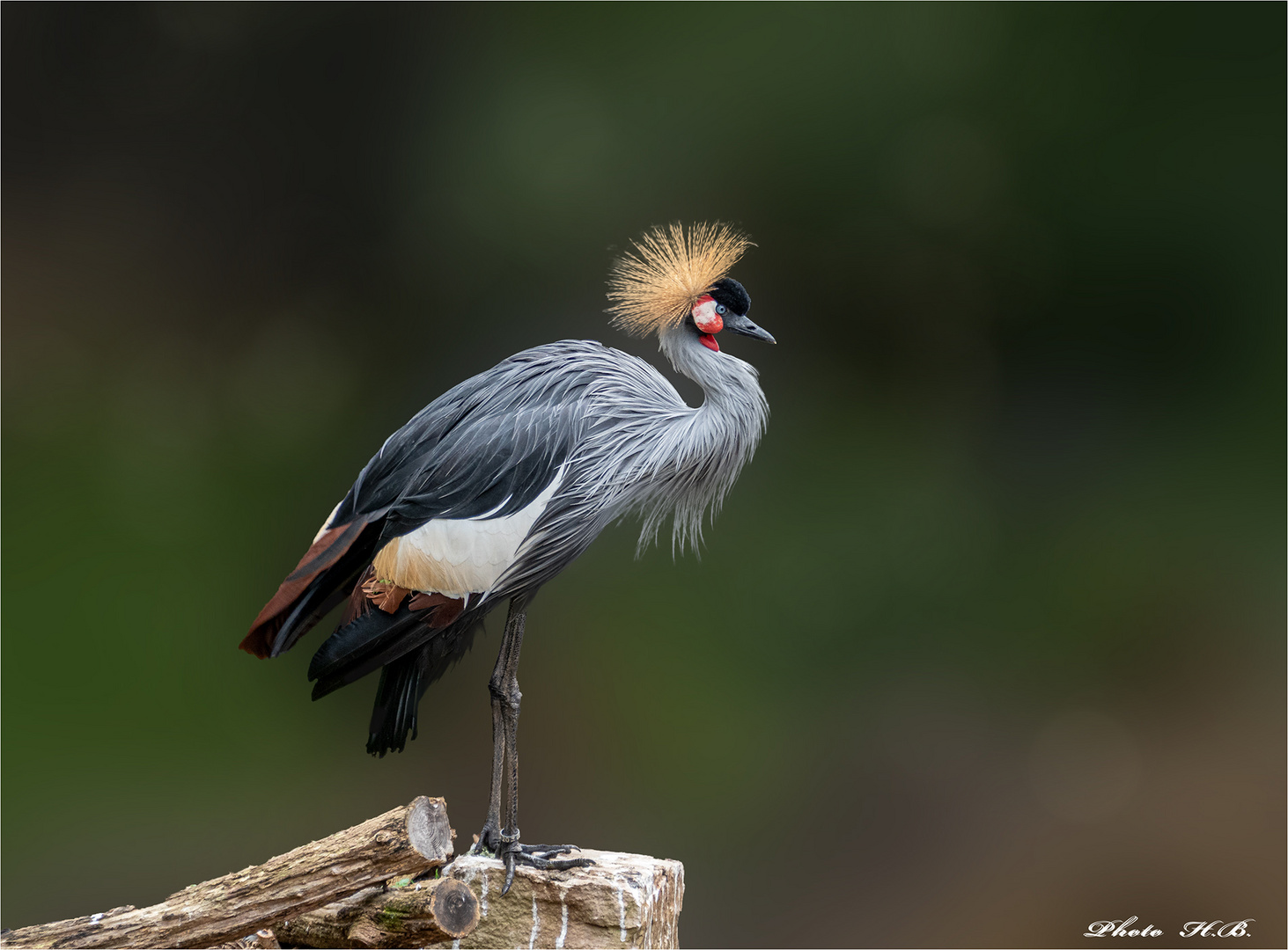Kronenkranich Foto & Bild tiere, zoo, wildpark & falknerei, vögel