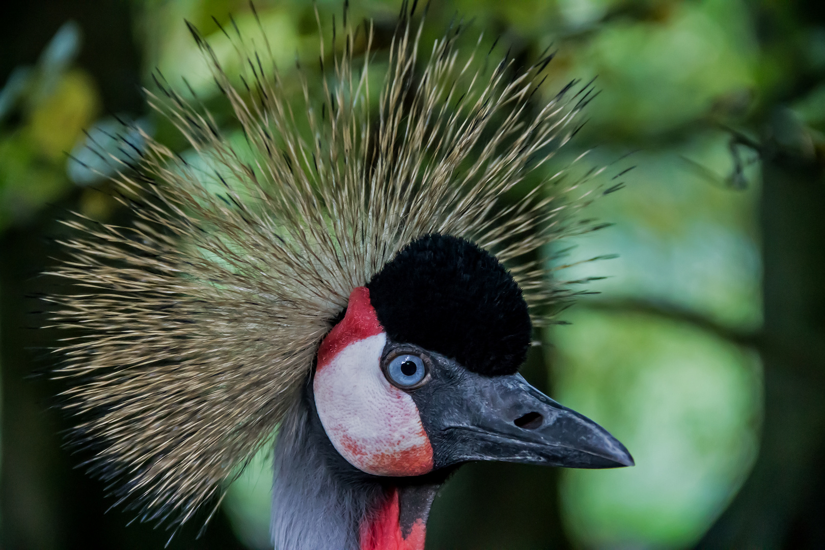 Kronenkranich aus dem Wuppertaler Zoo