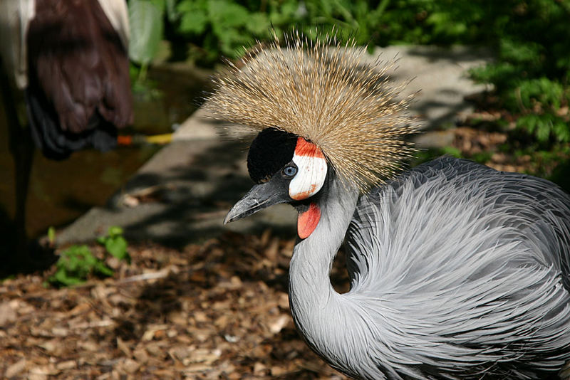 Kronenkranich (Balearica pavonina)