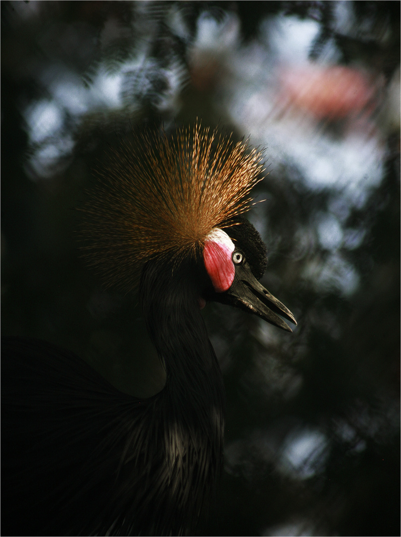 Kronenkranich (Balearica pavonina)