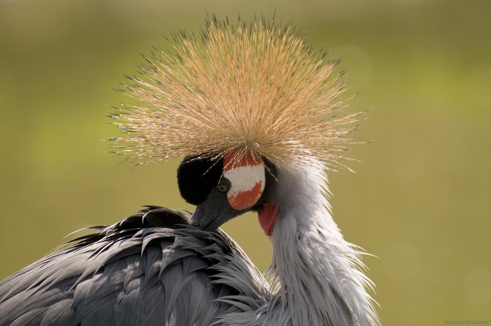 Kronenkranich (Balearica pavonina)