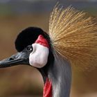 Kronenkranich (Balearica pavonina) el jandia Playa (Fuerteventura)