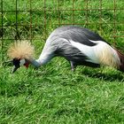 Kronenkranich bei der Futtersuche