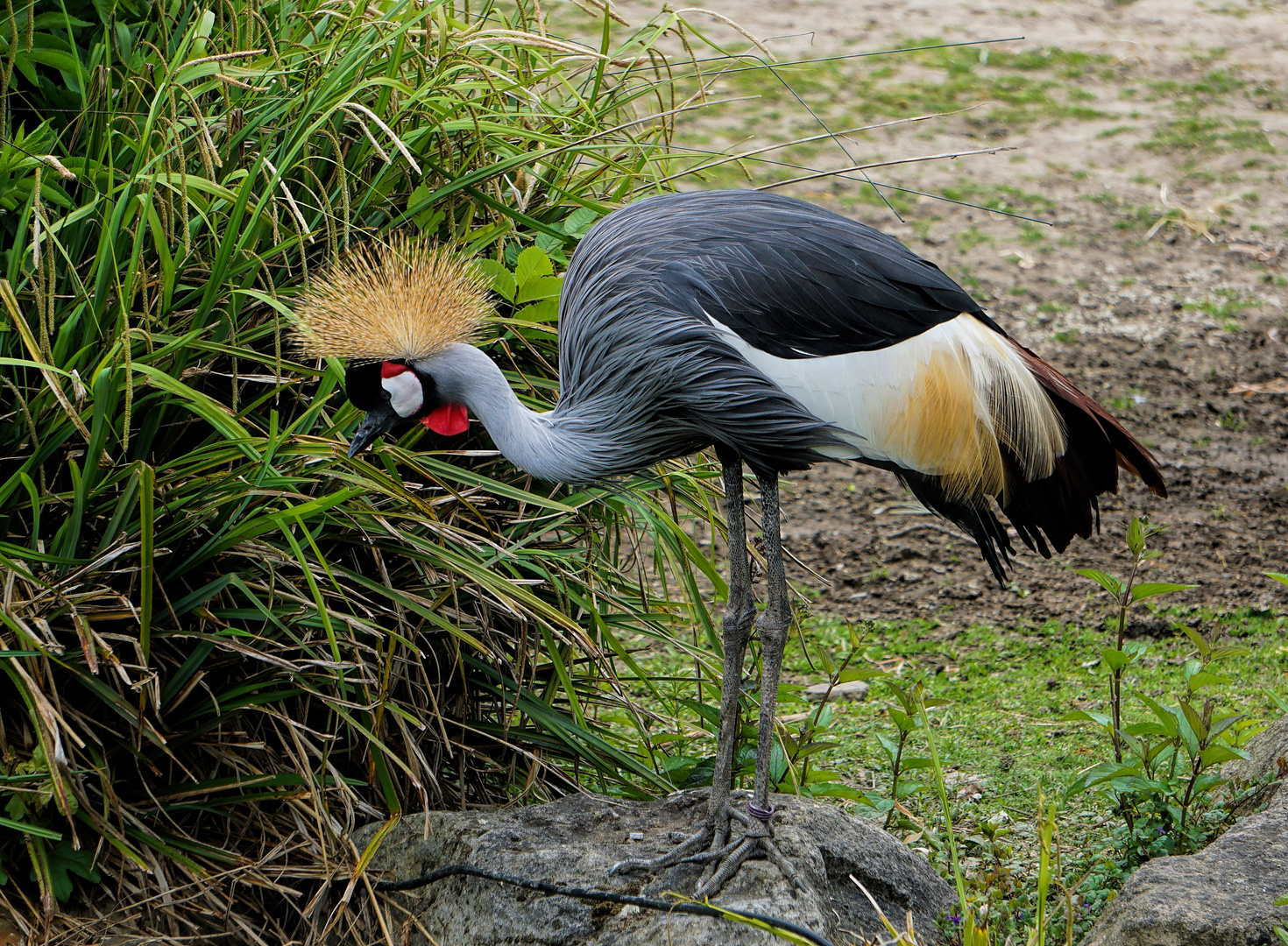 Kronenkranich Foto & Bild zoo, vögel, zoo münster Bilder auf