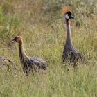 Kronenkranich-Familie mit Jungem - Bild 2