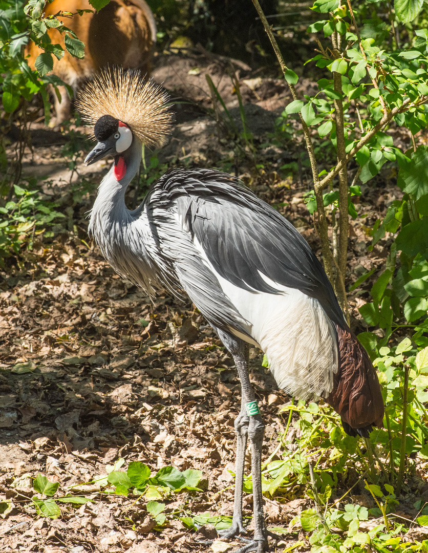 Kronenkranich, Hellabrunn