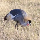 Kronenkranich im Amboseli Nationalpark