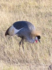 Kronenkranich im Amboseli Nationalpark