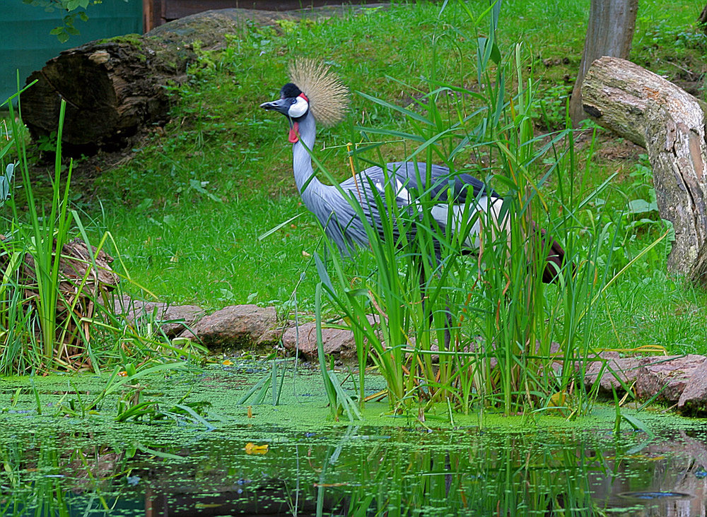 Kronenkranich im Dessauer Tierpark