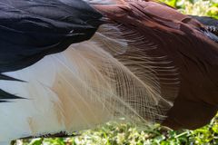 Kronenkranich im Detail 