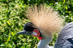 Kronenkranich im Detail 