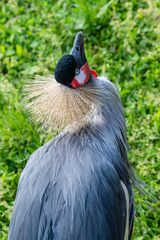 Kronenkranich im Detail 