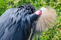 Kronenkranich im Detail 