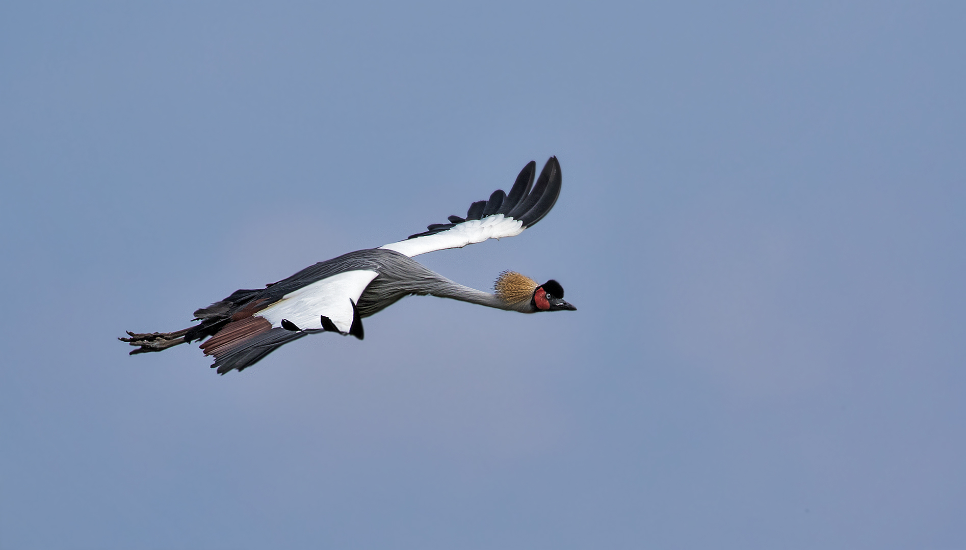 Kronenkranich im Flug 003