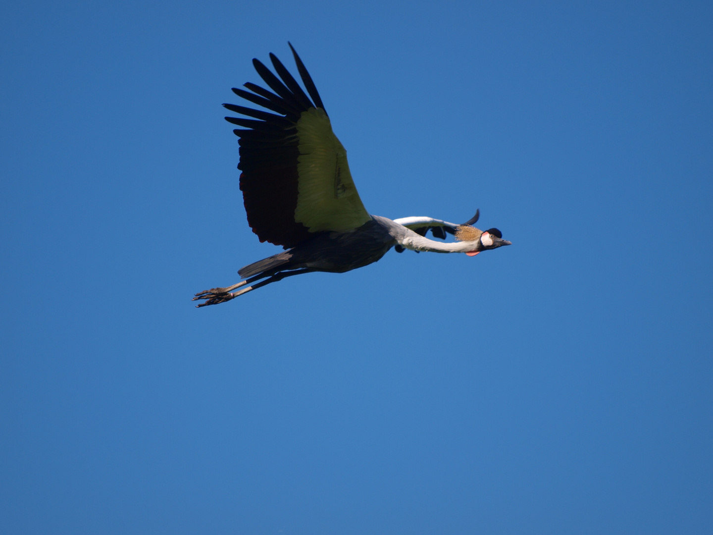 Kronenkranich im Flug