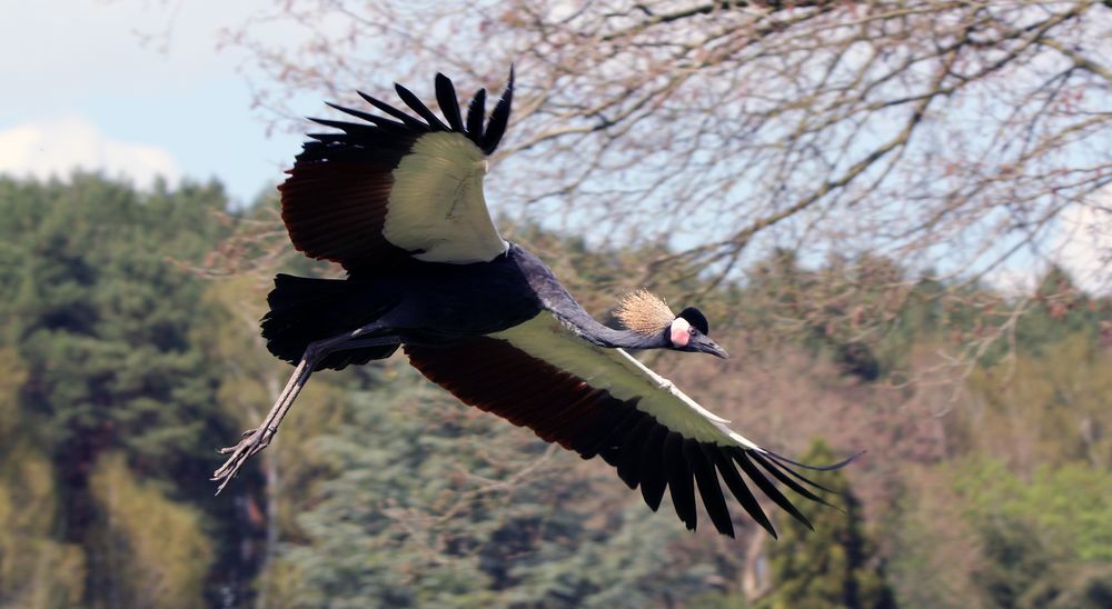 Kronenkranich im Flug (Balearica pavonina)