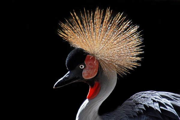 Kronenkranich im Gegenlicht....