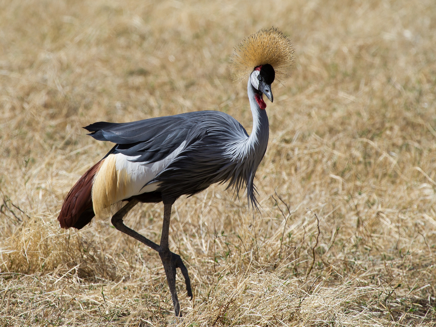 Kronenkranich im Ngorongoro-Krater