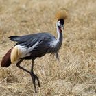 Kronenkranich im Ngorongoro-Krater