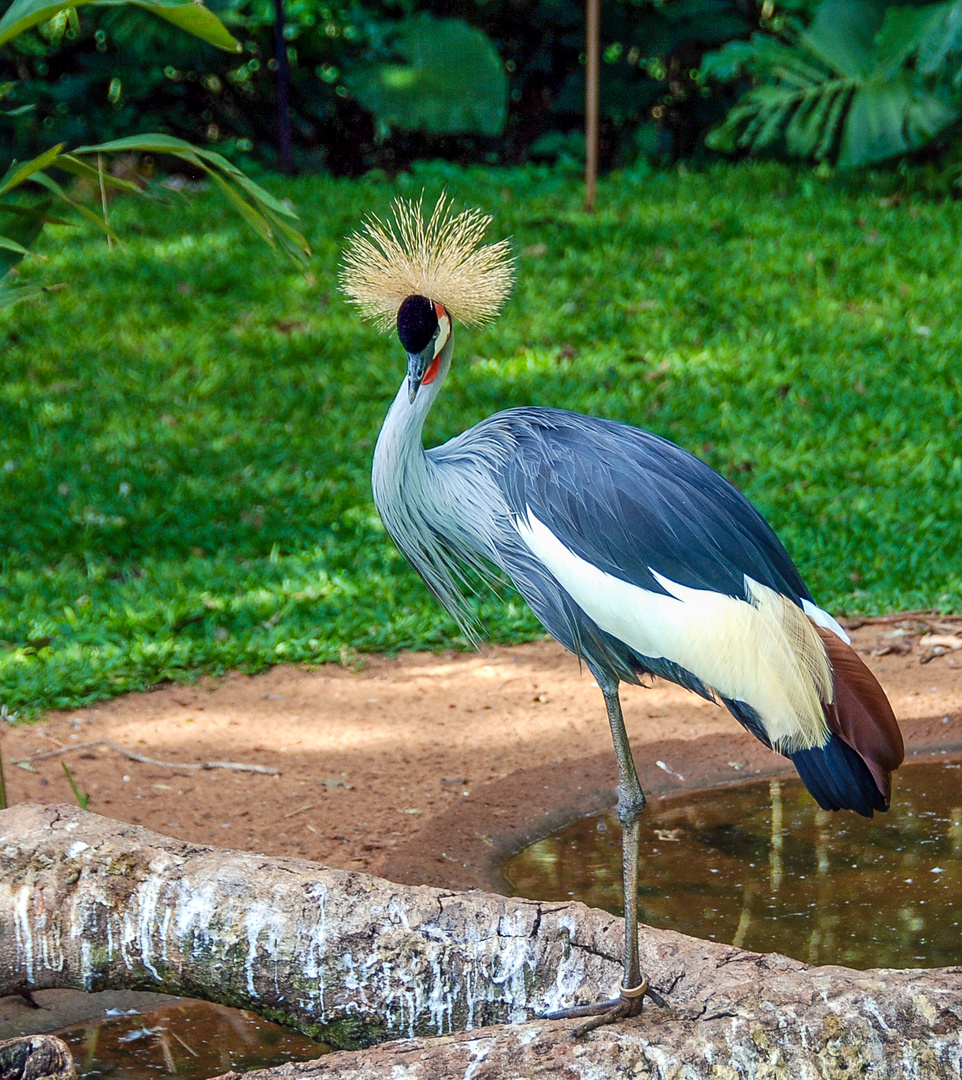 Kronenkranich im Parque das Aves