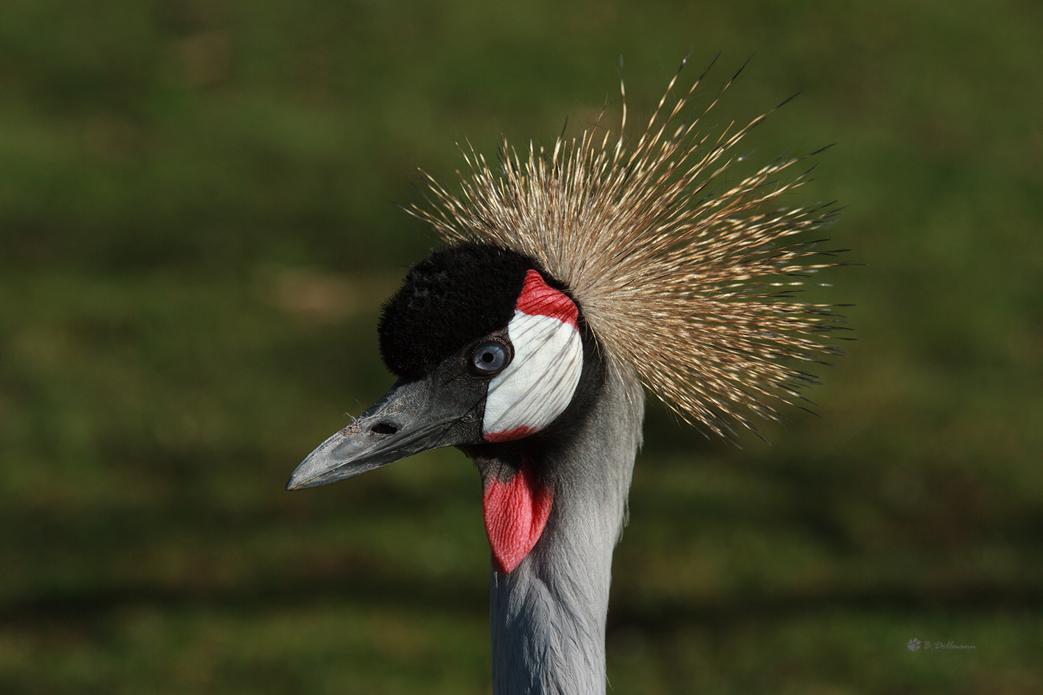 Kronenkranich im Portrait