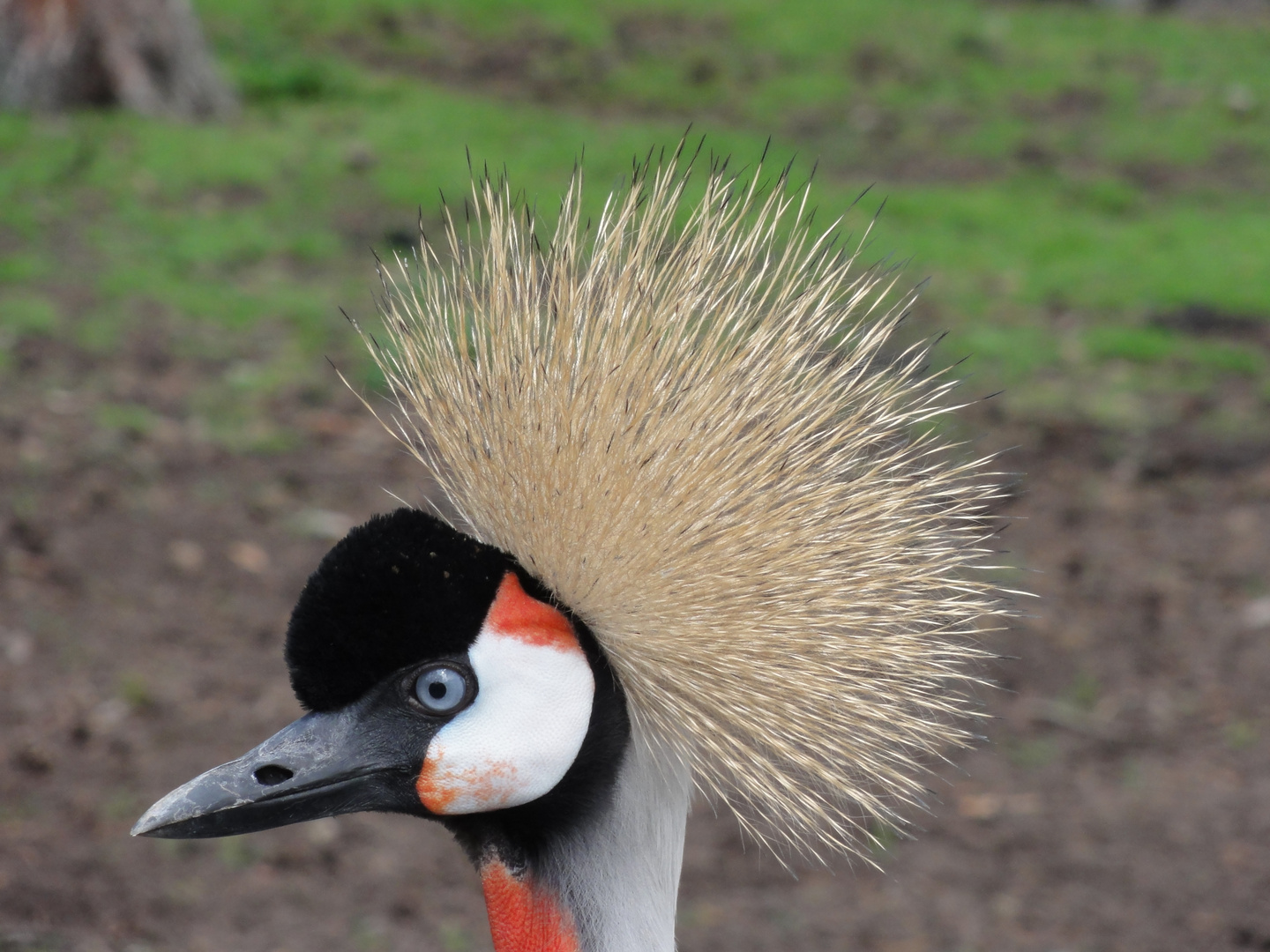 Kronenkranich im Serengeti Park