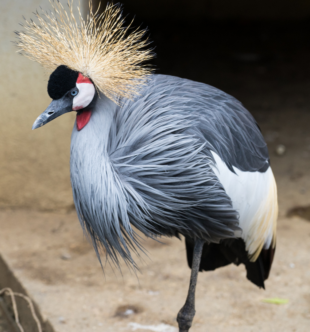 Kronenkranich im Tierpark Göppingen