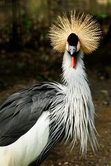 Kronenkranich im Tierpark Hamm