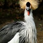 Kronenkranich im Tierpark Hamm