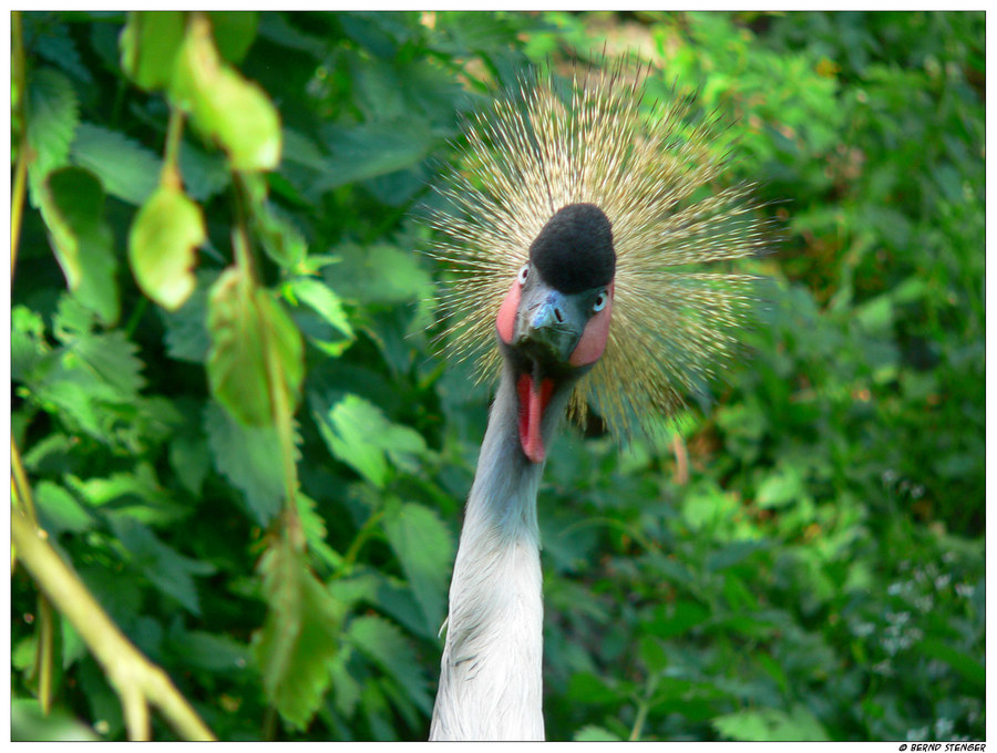 Kronenkranich im Vogelpark Uckersdorf