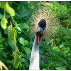 Kronenkranich im Vogelpark Uckersdorf