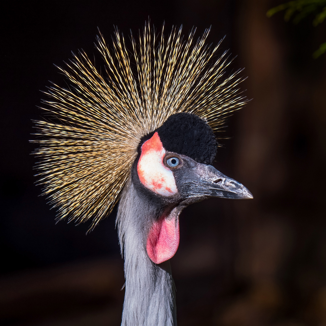 Kronenkranich im Weltvogelpark Walsrode