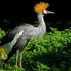 Kronenkranich im Zoo Neuwied