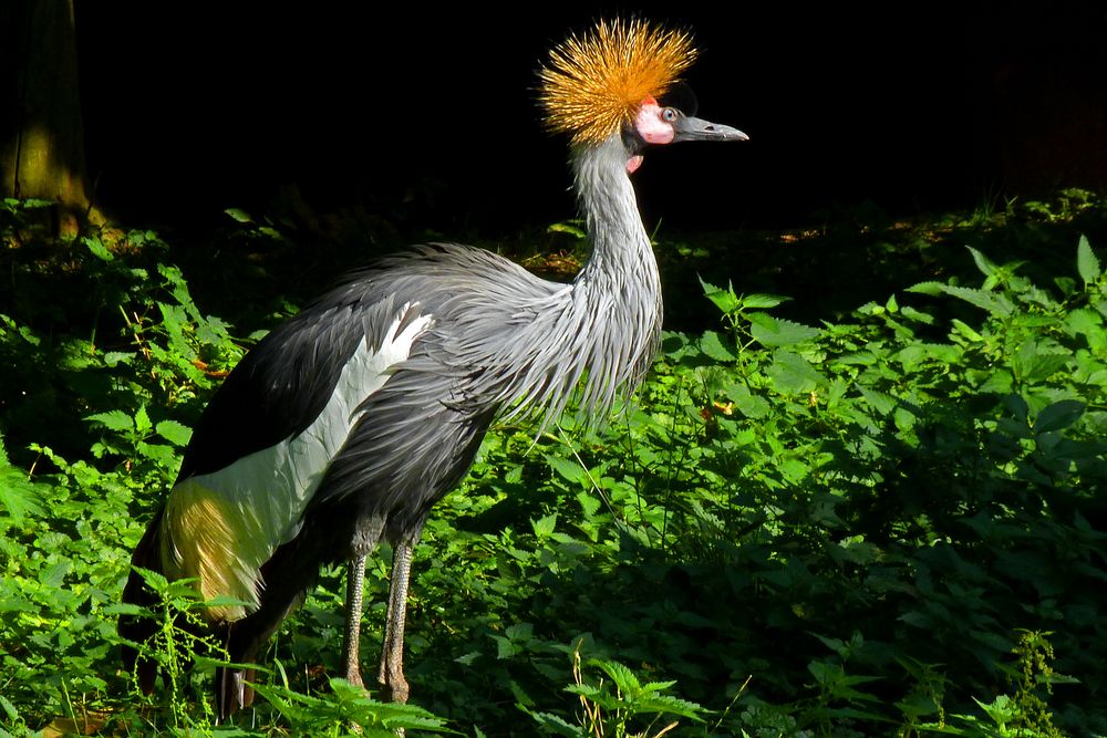 Kronenkranich im Zoo Neuwied