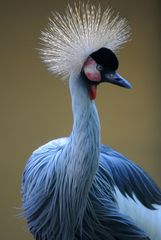 Kronenkranich im Zoo von Saarbrücken