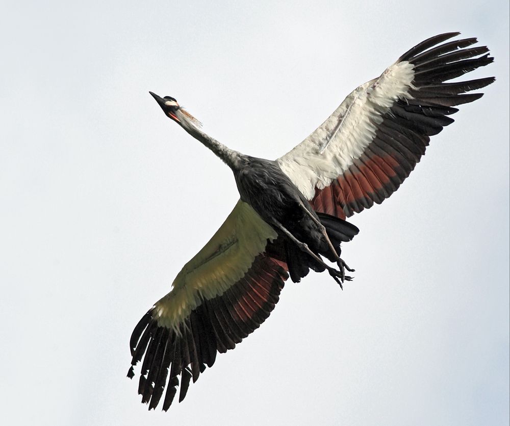 Kronenkranich in Überflug