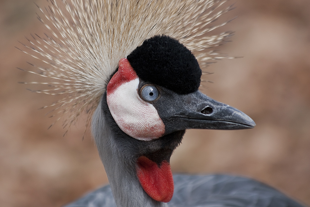 Kronenkranich mit schönen blauen Augen