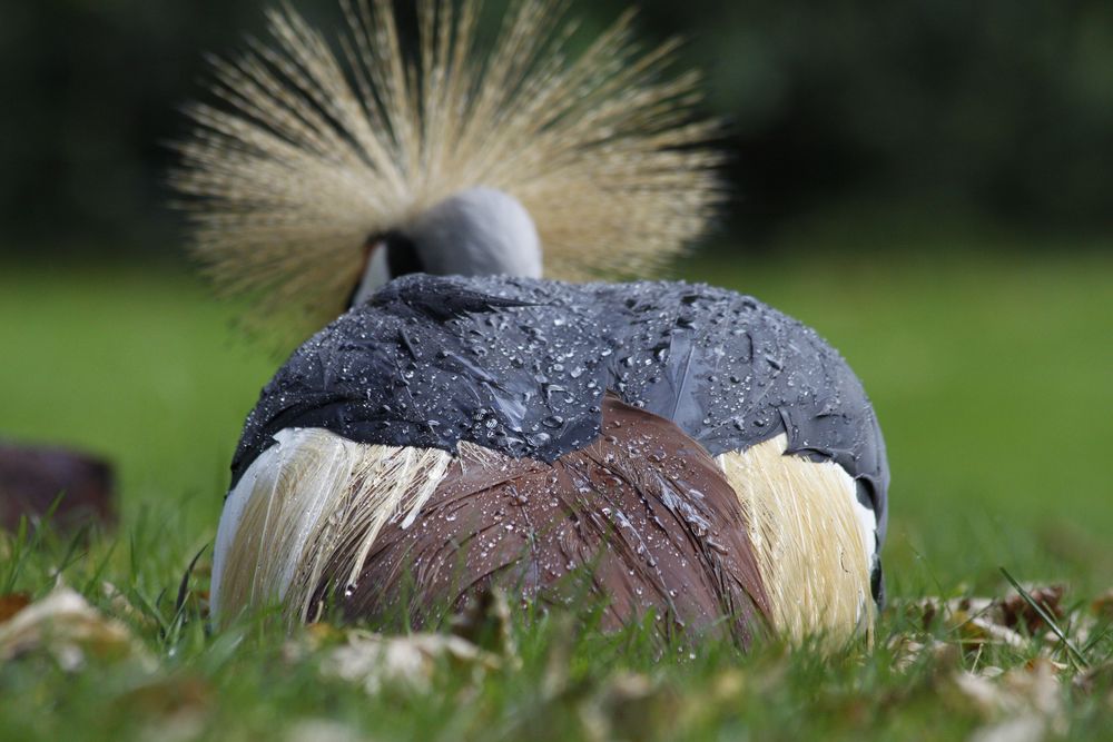 Kronenkranich nach dem grossen Regenschauer