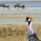 Kronenkranich  -  Ngorongoro Krater