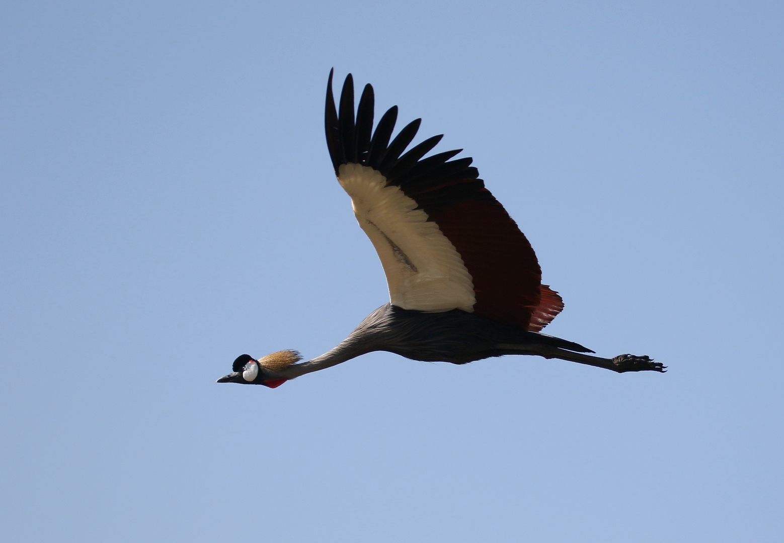 Kronenkranich - noch ein Nachzügler von Sweetwaters Game Reserve